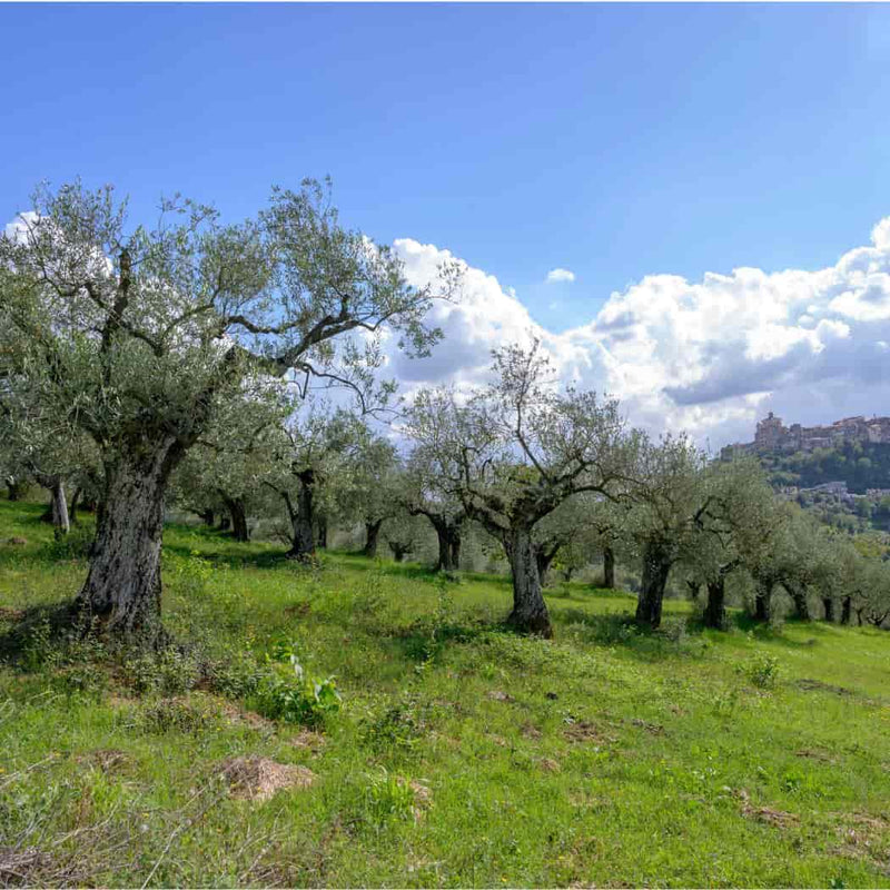 Frosini Lorenzo Azienda Agricola Lazio, prodotti in vendita online a prezzi competitivi su www.finetaste.it