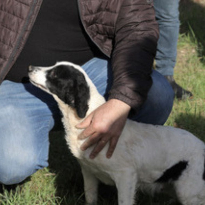 Caccia al tartufo. Buono, sano e sostenibile