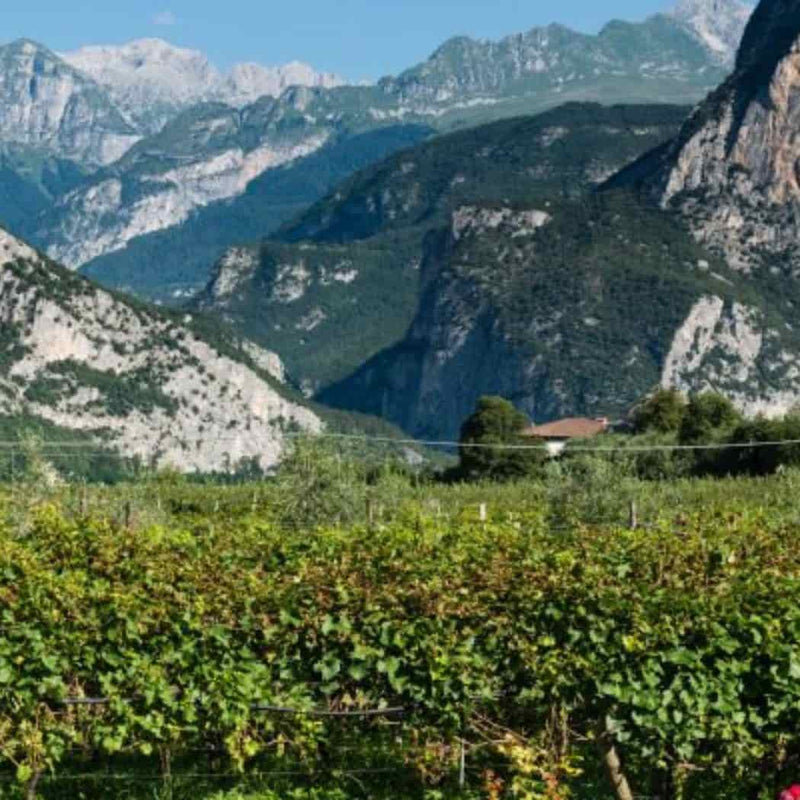 Pisoni Winery – Pradi Teroldego IGT Organic 2023