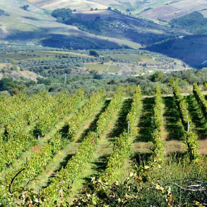 Elena Fucci: “Discovery” tasting