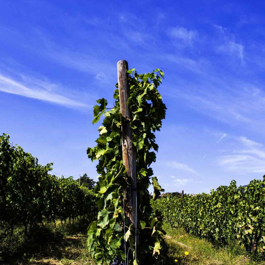 Elena Fucci: “Discovery” tasting