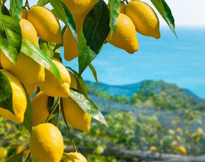 12 curiosities about lemons