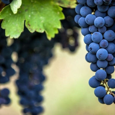 Everything you need to know about Aglianico