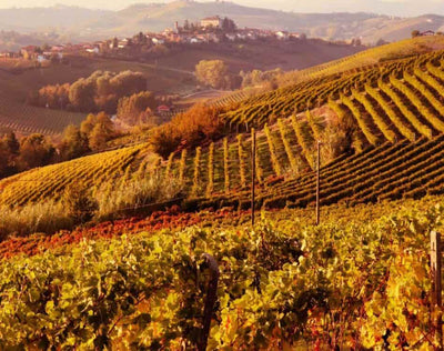 Barolo and Barbaresco: what are the differences? Which is better to choose? Which dishes do they pair best with?