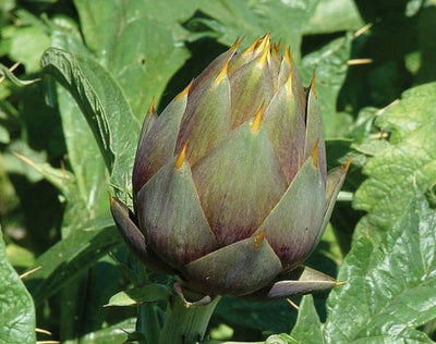 The artichoke and its seven benefits for our health