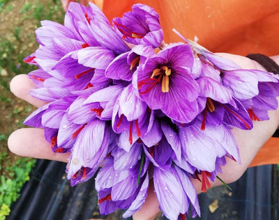 Saffron: a highly prized spice with a thousand-year history