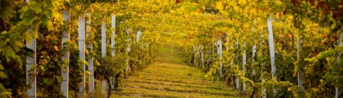 Ca' di Frara vini di grande qualità vendita online finetaste.it