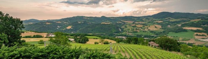 Castello Montesasso vini di Romagna e degustazioni vendita online a prezzi competitivi su www.finetaste.it