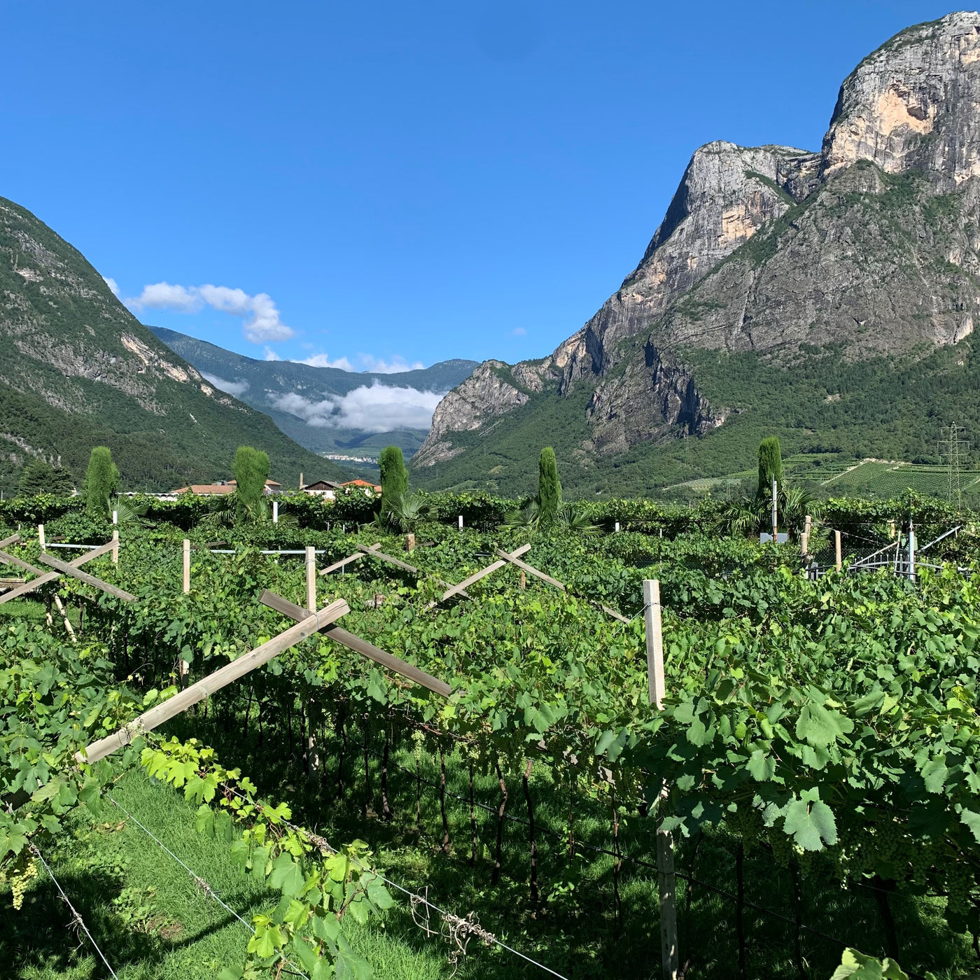 Teroldego della Piana Rotaliana Cantina de Vigili vendita online finetaste.it