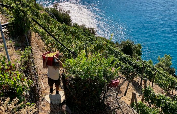 Sciacchetrà vino delle Cinque Terre Presidio Slow Food vendita online finetaste.it