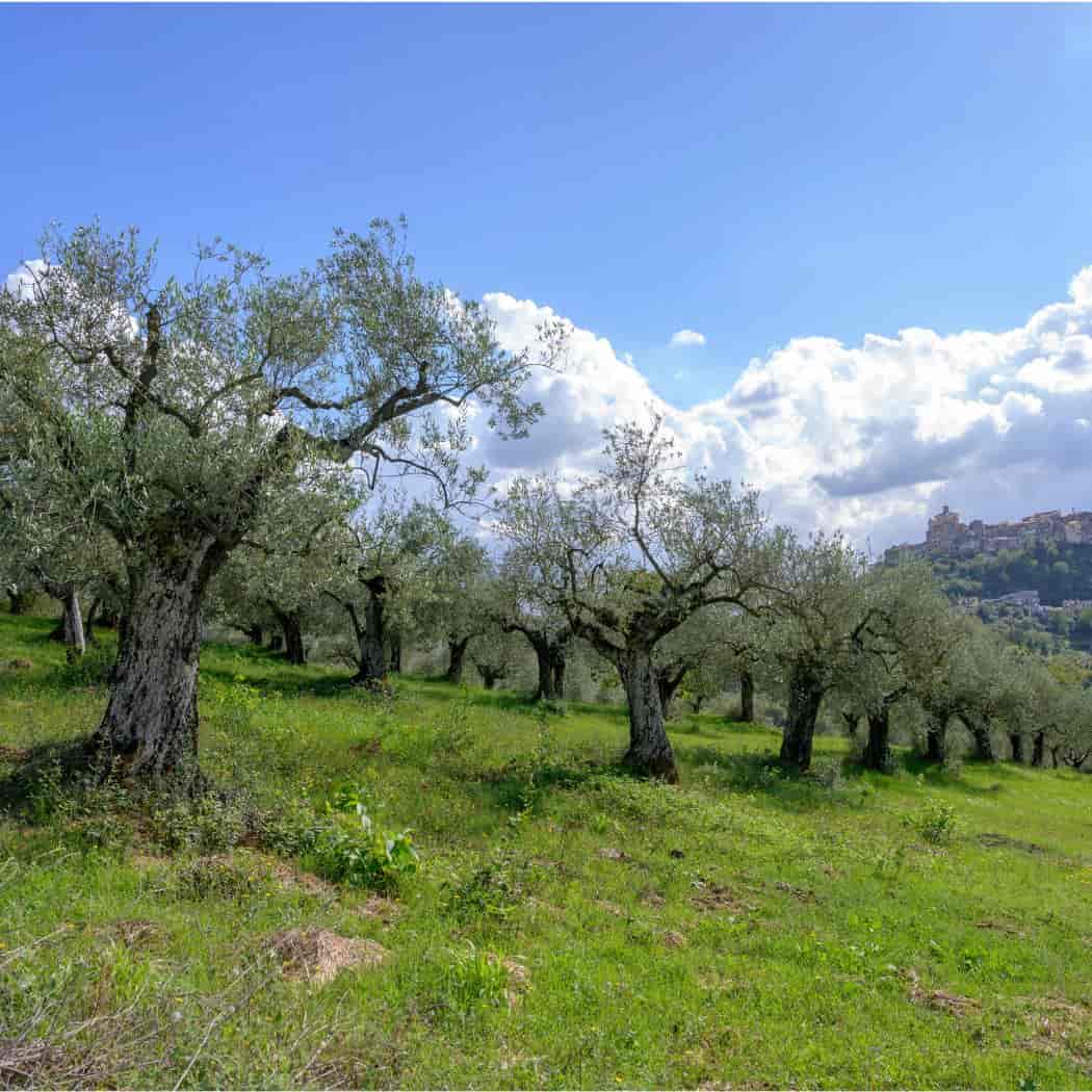 Azienda Agricola Frosini Lorenzo Olio Extravergine d'Oliva in vendita su www.finetaste.it