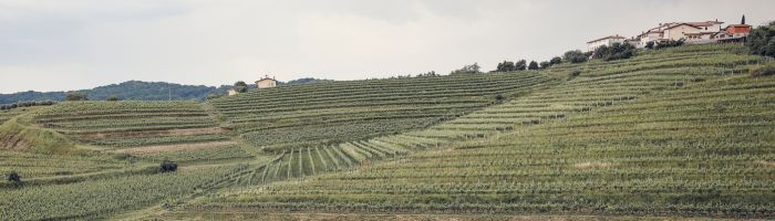 Kren: il Collio che parla con voce giovane