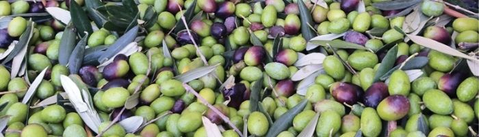 Amore Coltivato: storia di passioni...storia di una famiglia