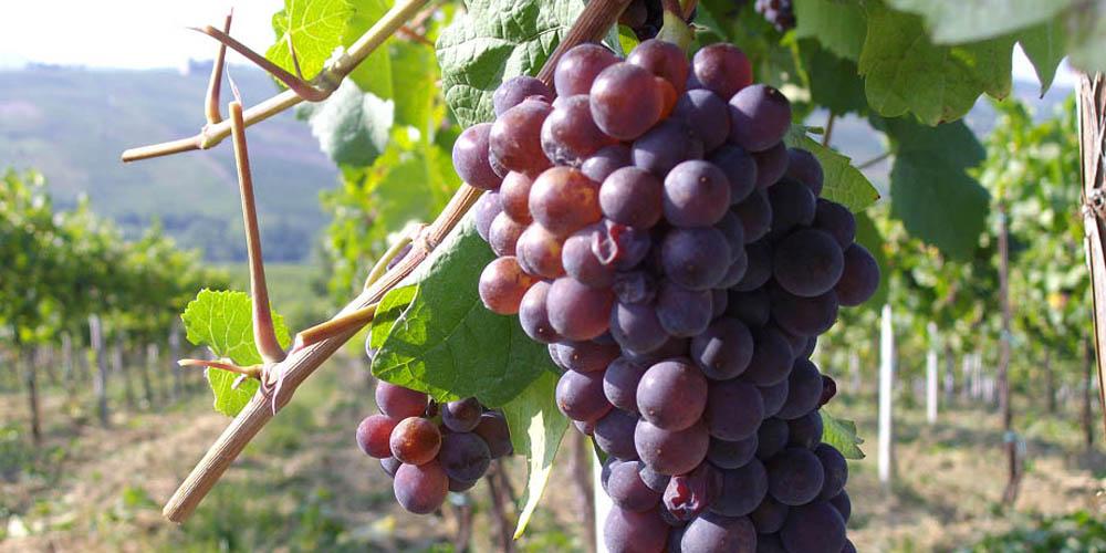 Cantina Calatroni Vini e Spumanti dall'Oltrepo' Pavese vendita online finetaste.it