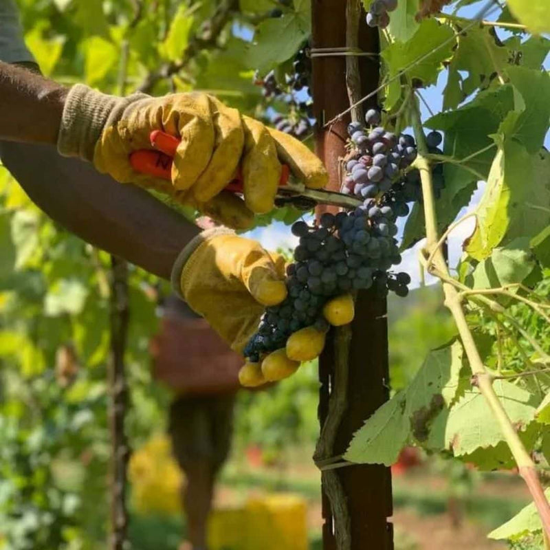 Pian delle Vette - 2022 Gnome’ vendita online a prezzi competitivi su www.finetaste.it
