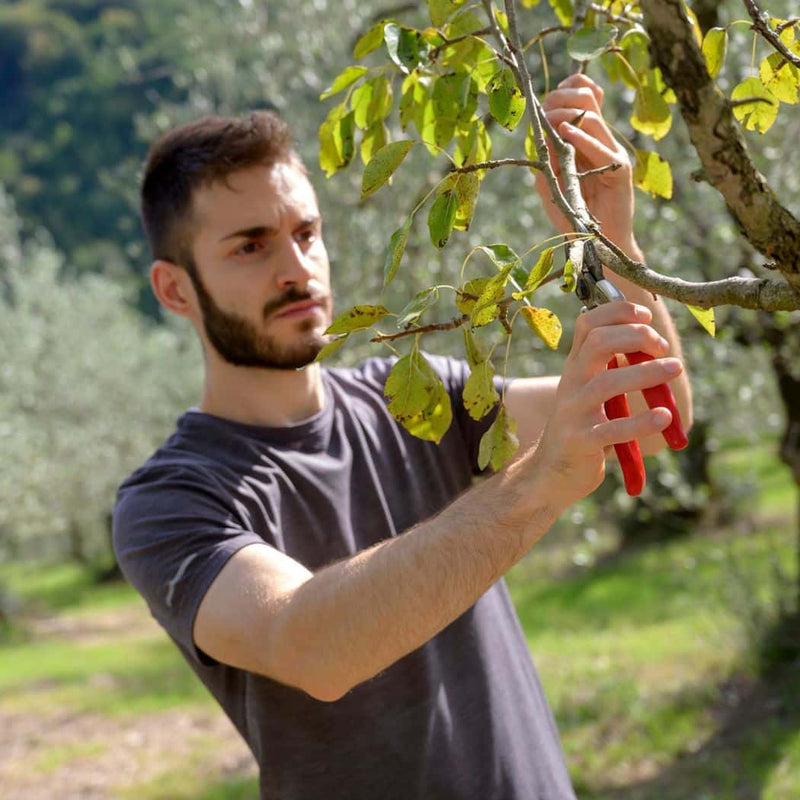 Frosini Lorenzo Azienda Agricola Lazio, prodotti in vendita online a prezzi competitivi su www.finetaste.it