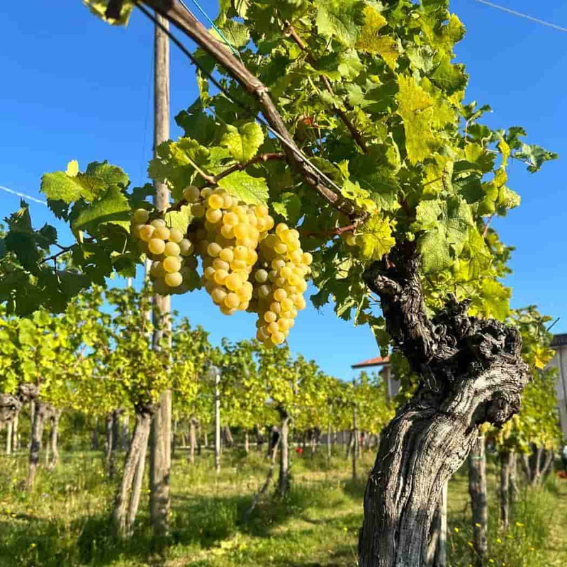 Kren  - Kappa Collio Bianco vendita online a prezzi competitivi su www.finetaste.it