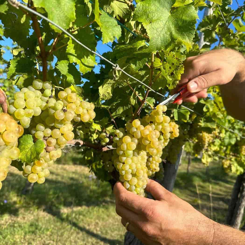 KREN - FRIULANO DOC COLLIO vendita online a prezzi competitivi su www.finetaste.it