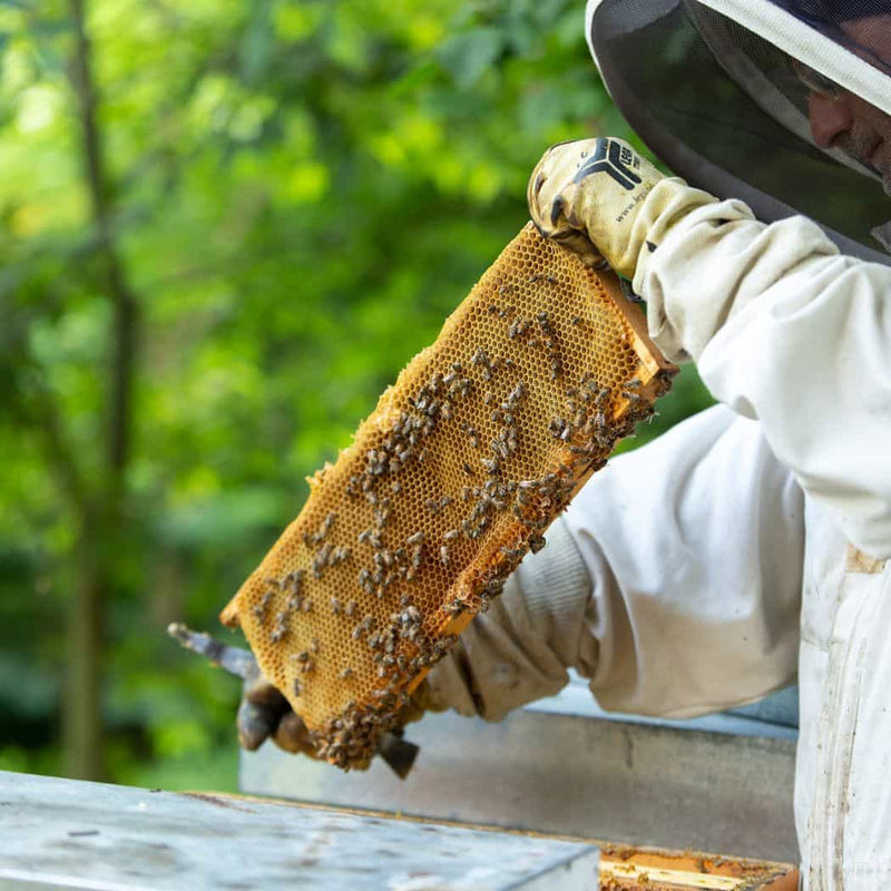 Apicoltura Vallera – Miele di Castagno biologico vendita online a prezzi competitivi su www.finetaste.it