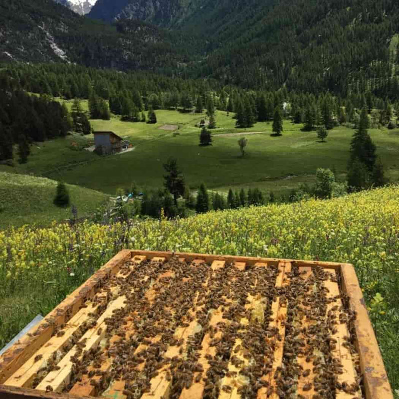 Apicoltura Vallera – Miele di Tiglio biologico vendita online a prezzi competitivi su www.finetaste.it