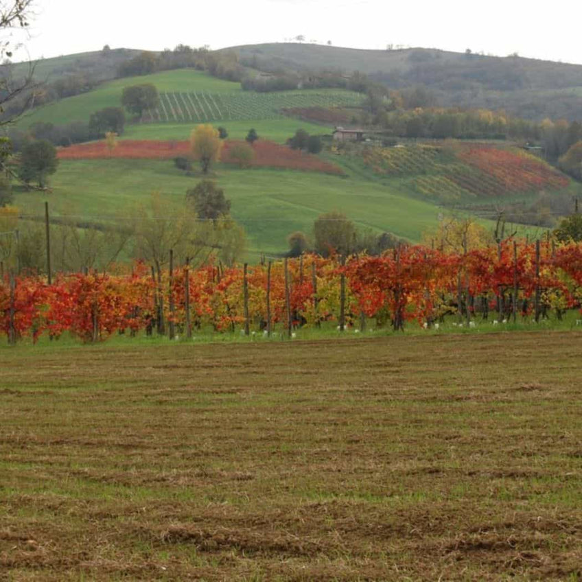 Antica Acetaia Cavedoni: visit and GOURMET tasting