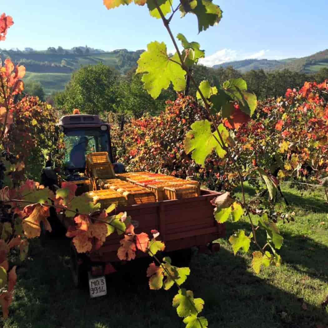 Antica Acetaia Cavedoni : visita e degustazione GOURMET