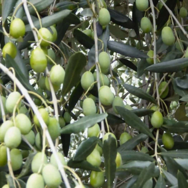 Armato Cristina - Olio Extravergine di Oliva Monocultivar Taggiasca vendita online a prezzi competitivi su www.finetaste.it