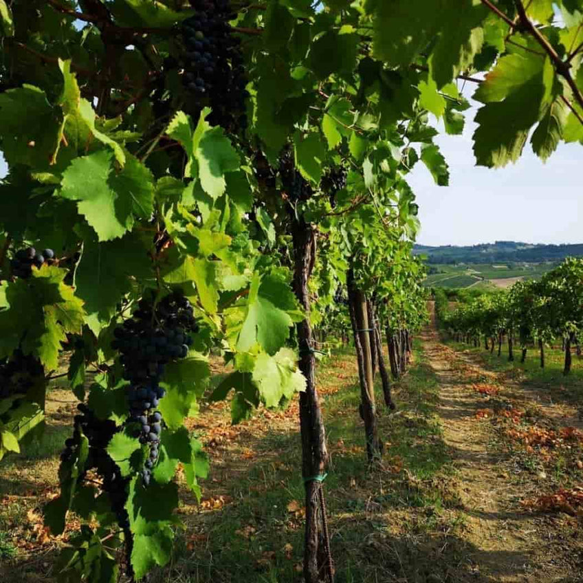 Cantina Calatroni: visita guidata e degustazione vini