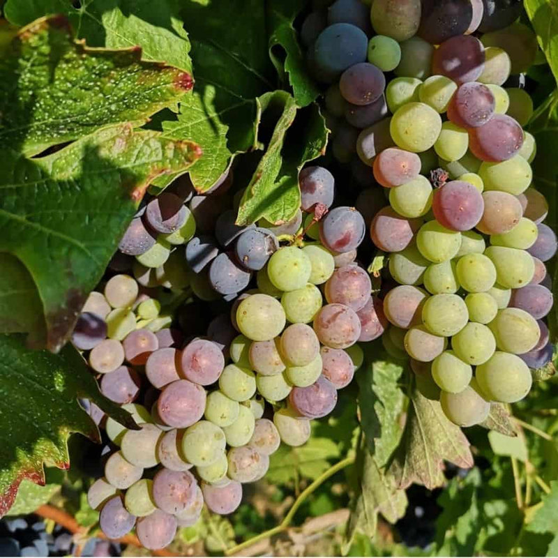 Calatroni vini vendita online a prezzi competitivi su www.finetaste.it