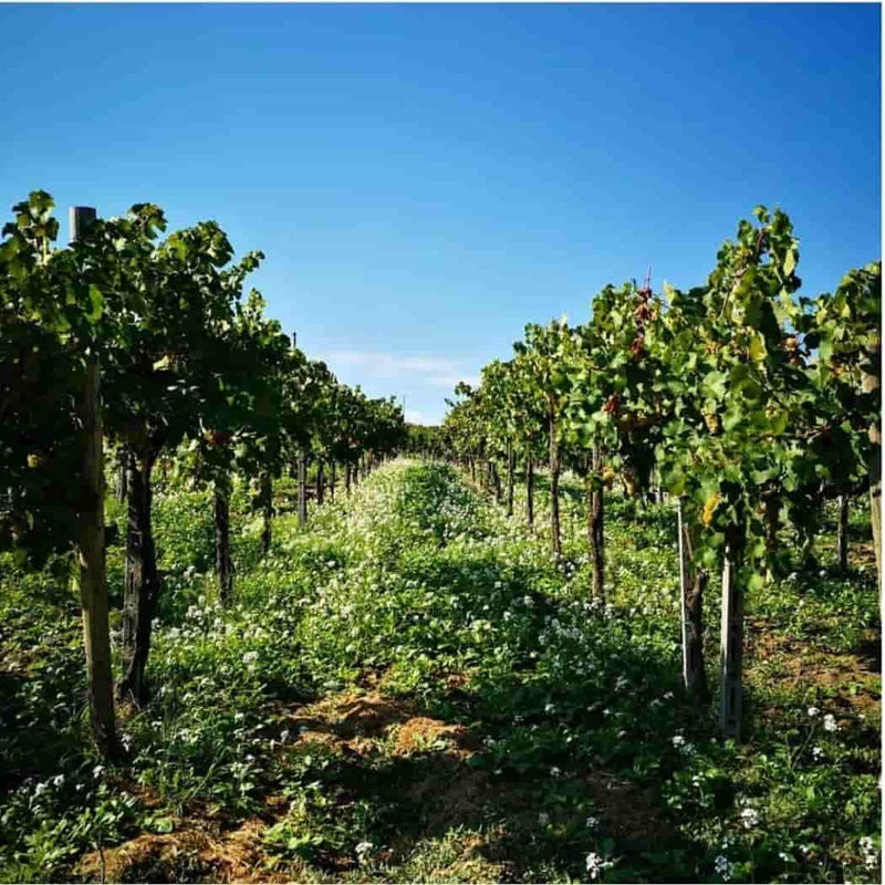 Calatroni vini vendita online a prezzi competitivi su www.finetaste.it