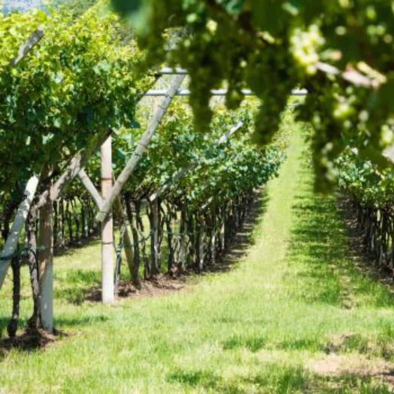 Pisoni Winery – Folada IGT Organic 2021