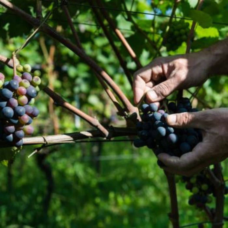 Pisoni Winery – Organic Pinot Noir IGT 2019