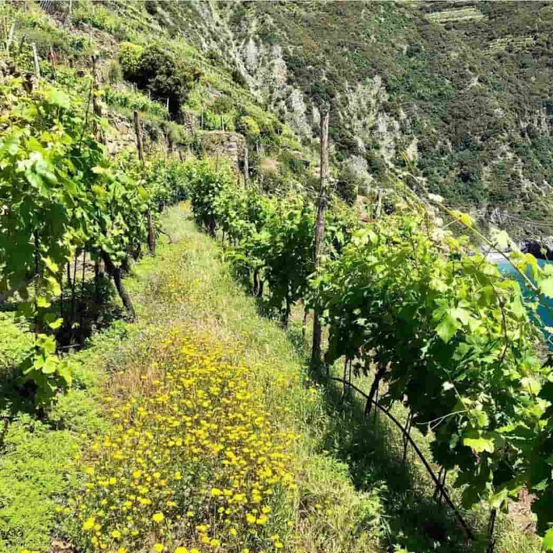 Cantine Litan i vini delle Cinque Terre vendita online a prezzi competitivi su www.finetaste.it