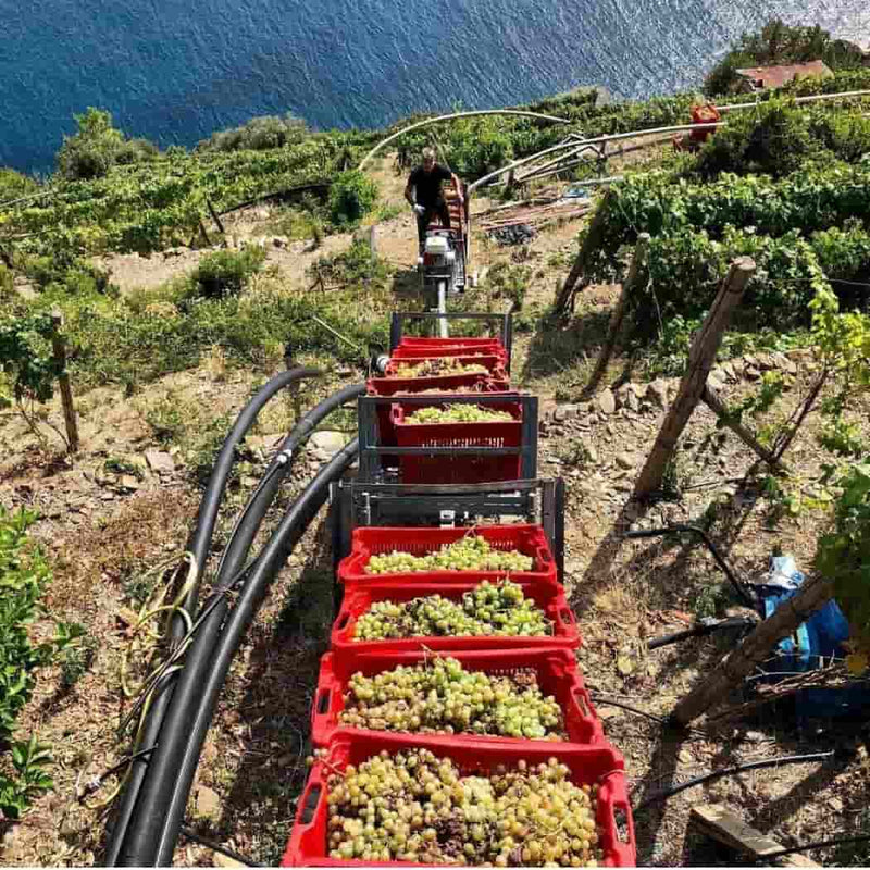 Cantine Litan i vini delle Cinque Terre vendita online a prezzi competitivi su www.finetaste.it