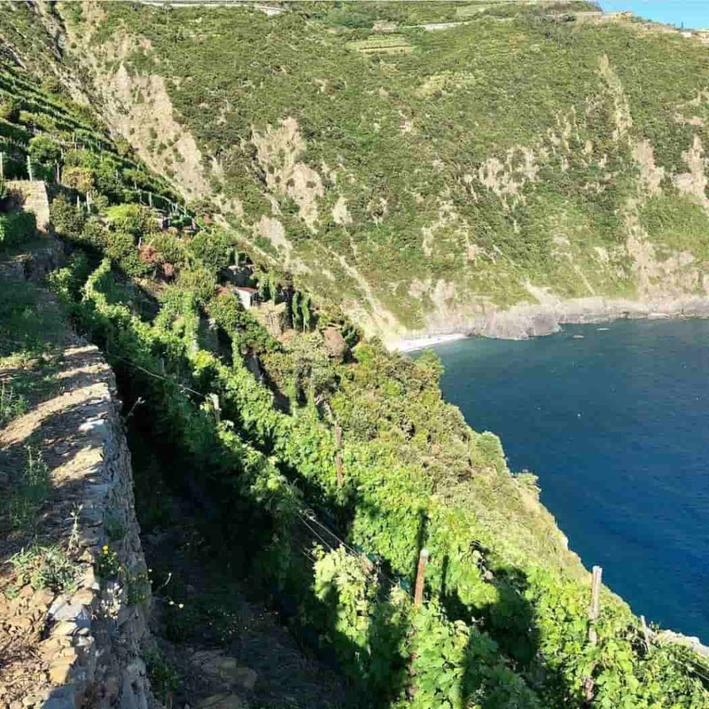 Cantine Litan i vini delle Cinque Terre vendita online a prezzi competitivi su www.finetaste.it