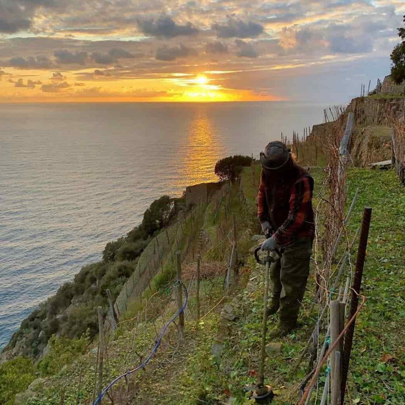 Cantine Litan i vini delle Cinque Terre vendita online a prezzi competitivi su www.finetaste.it