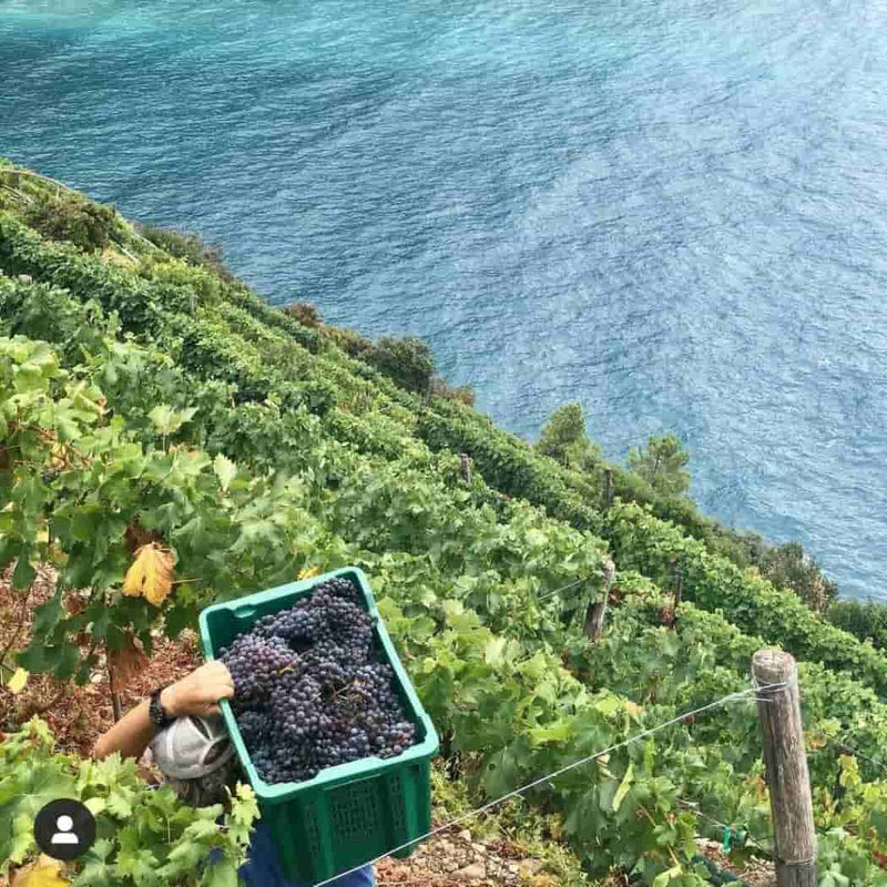 Cantine Litan i vini delle Cinque Terre vendita online a prezzi competitivi su www.finetaste.it