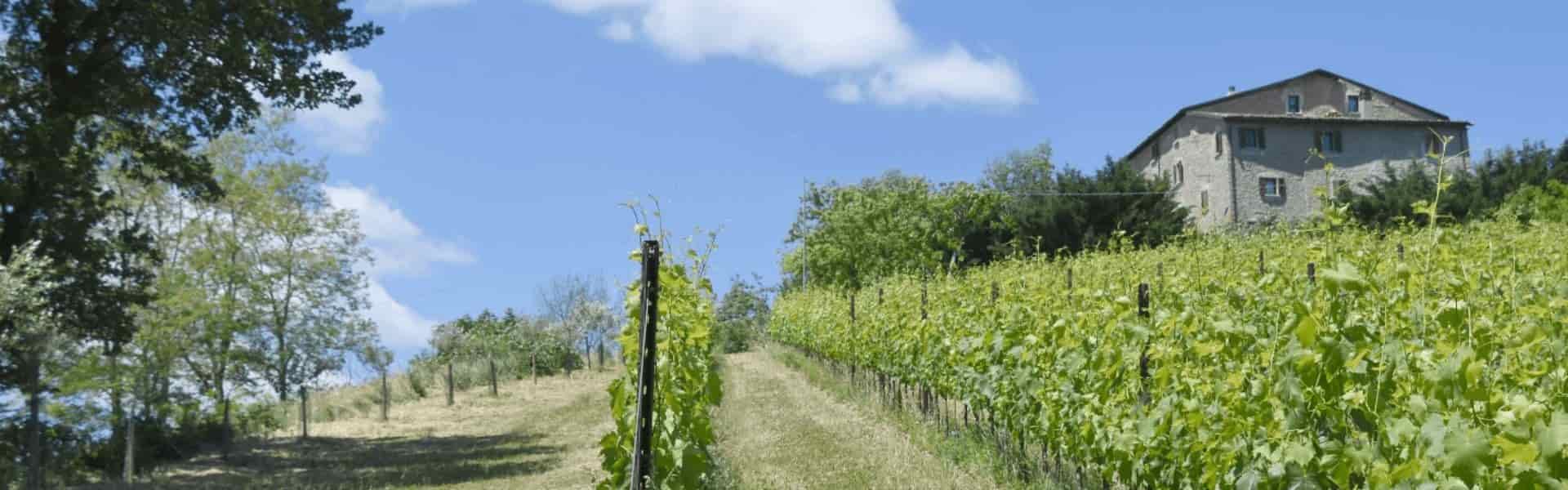 Castello Montesasso degustazione vini Romagna su finetaste.it