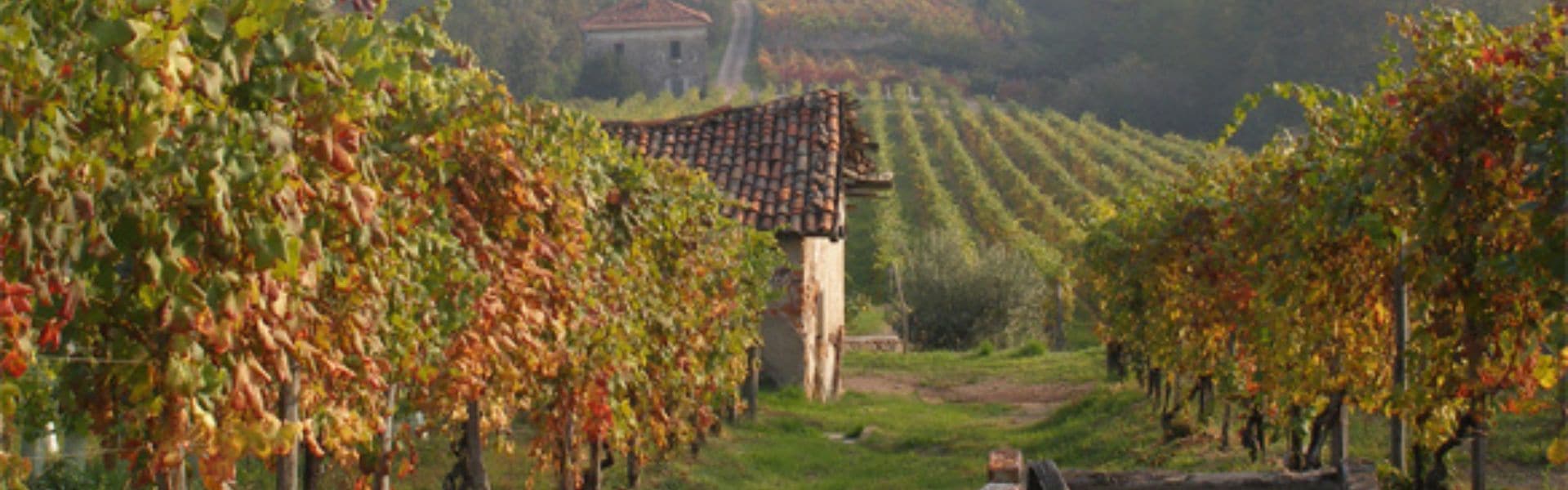 Tenuta Le Piane: visita delle cantine e degustazione vini