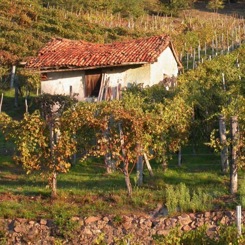 Tenuta Le Piane: visita delle cantine e degustazione vini