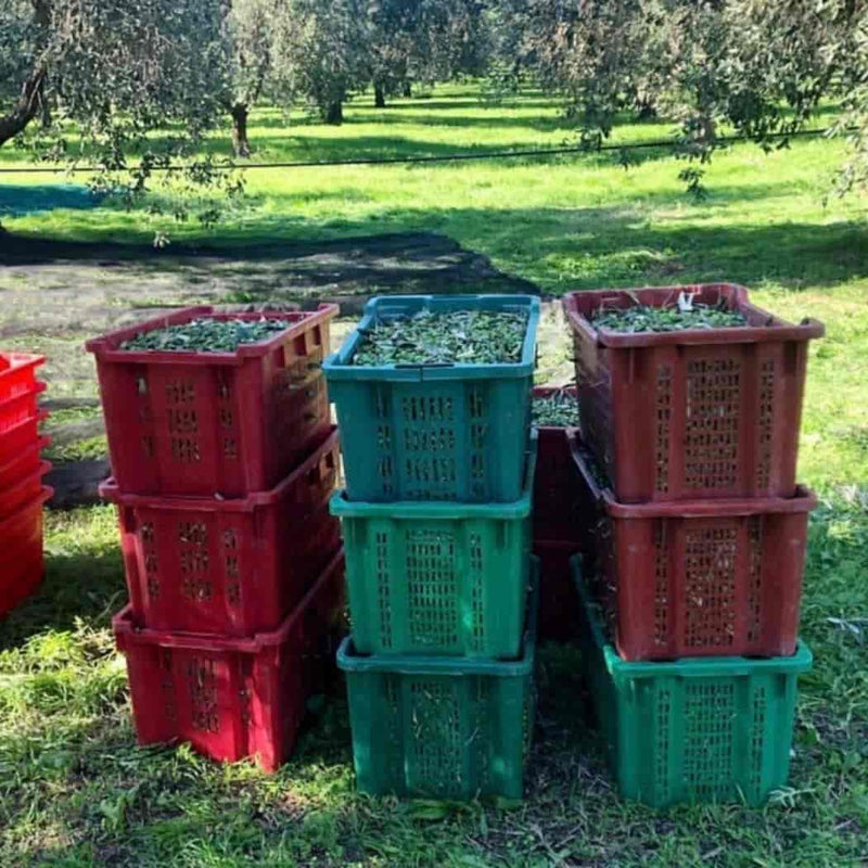 Le Amantine “VOI” Olio Extravergine di Oliva Biologico della Tuscia vendita online a prezzi competitivi su www.finetaste.it
