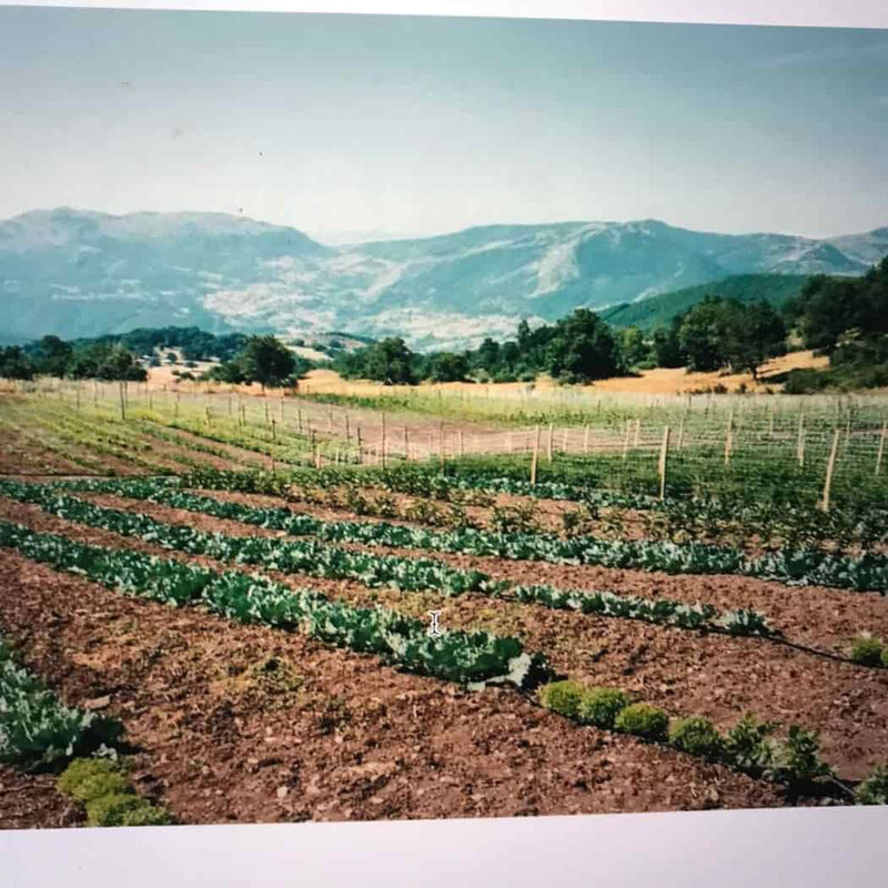 Tenuta Caruso – Zucchine piccanti artigianali sott’olio extravergine di oliva
