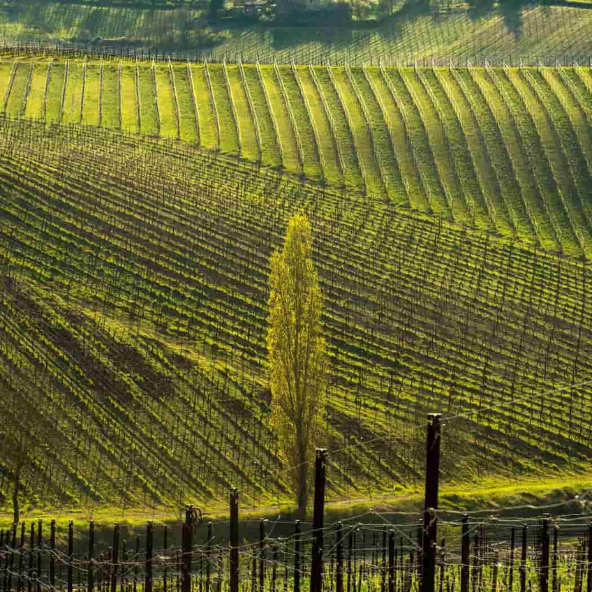 Tenuta Mazzolino: visita alla tenuta e alla “barricaia” degustazione in vendita su www.finetaste.it